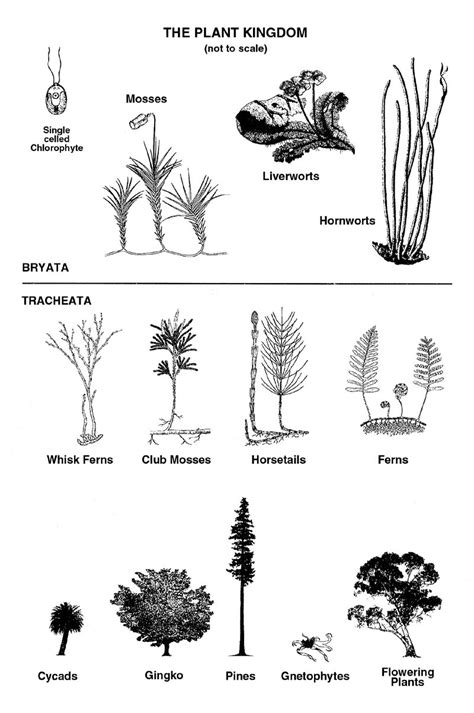 Kingdom of the plants: defying evolution - creation.com