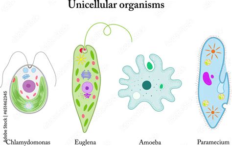 Unicellular Organisms Chlamydomonas Euglena Amoeba Paramecium Stock Illustration Adobe Stock