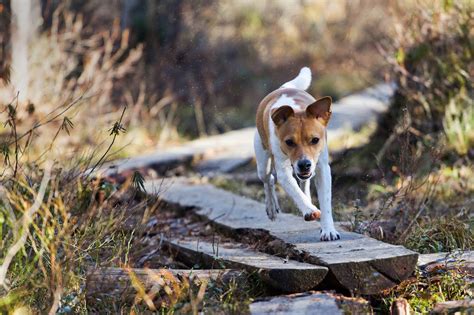 Hvor Gammel Er Din Hund I Hundeår Gårdshunden