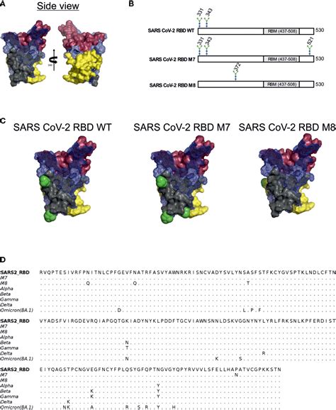 Frontiers Glycan Masking Of A Non Neutralising Epitope Enhances