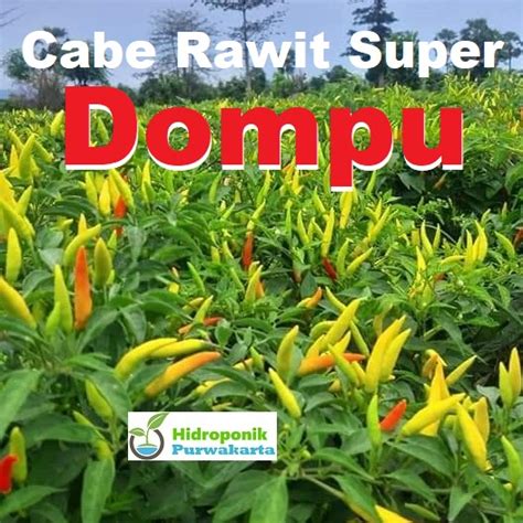 Jual Benih Cabe Cabai Rawit Dompu Tipe Tegak Warna Putih Cap Tiga Daun