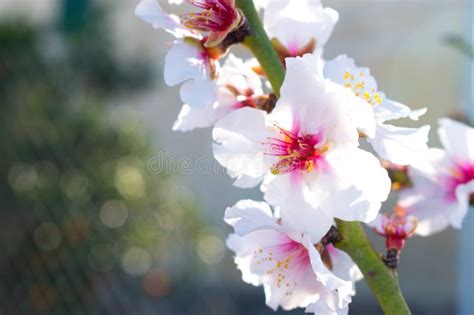 Almond Blossoms On An Almond Tree Prunus Dulcis Stock Photo Image