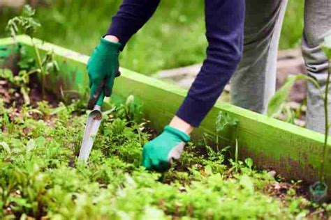 La Sarchiatura Nell Orto Domestico Coltivazione Biologica