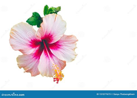 Flor Bueatiful Do Hibiscus Do Rosa Isolada No Fundo Branco Imagem De