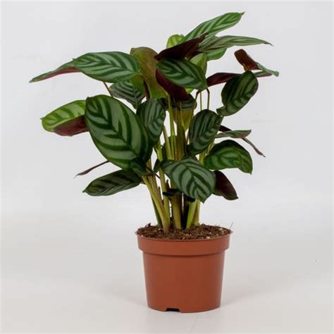 Ctenanthe setosa 'Green Flag' — Plant Wholesale FlorAccess