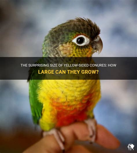 The Surprising Size Of Yellow Sided Conures How Large Can They Grow