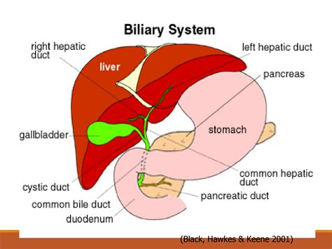 Solution Nursing Care For Patient With Liver Biliary Tract And