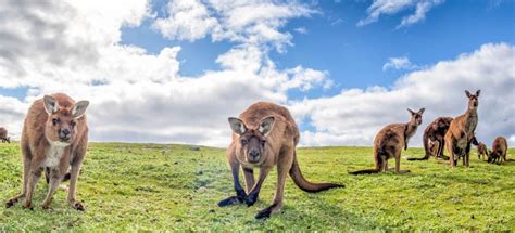 The Best Kangaroo Island Tours And Things To Do In Free