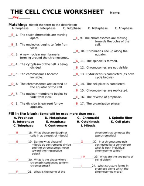 The Cell Cycle Worksheet With Answers The Cell Cycle Worksheets