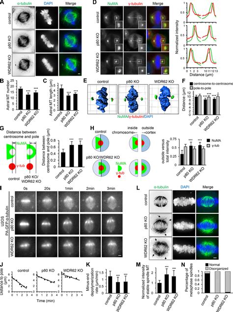 Wdr62 Katanin Regulates Spindle Organization And Dynamics A