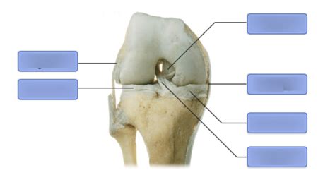 The Right Knee Joint Deep Anterior View Flexed Diagram Quizlet