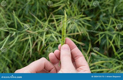 Ripe Canola Field Green Rapeseed Pods Mustard Plant Harvest Oil