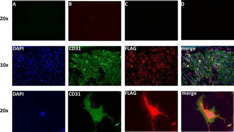 Immunofluorescence Staining Of Aortic Endothelial Cells Isolated From