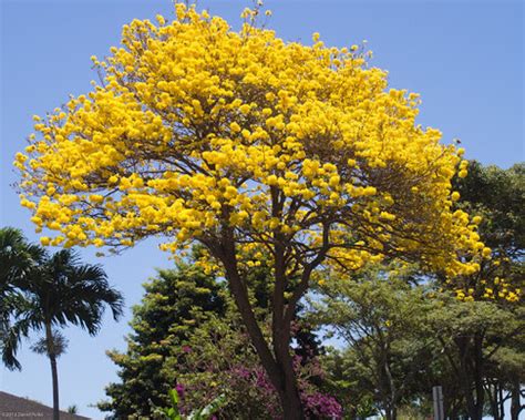 primavera Árboles de Colima Latifoliadas iNaturalist Mexico