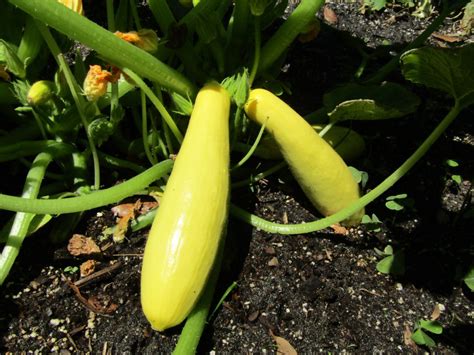 The Plant Doctor Save Your Squash From Worms