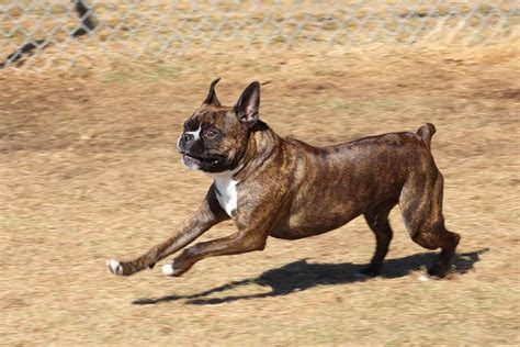 Boxer Mix A Z Animals
