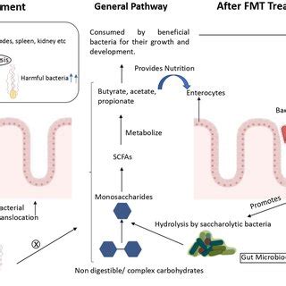 Schematic Representation Of Pathway Involved In Restoration Of Gut