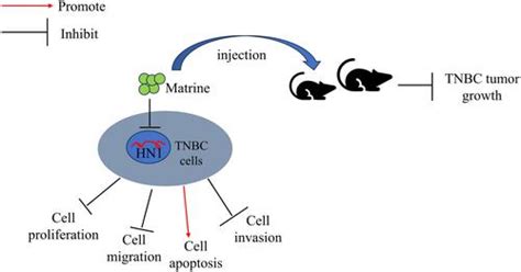 Matrine Exerts An Anti Tumor Effect Via Regulating Hn1 In Triple Breast