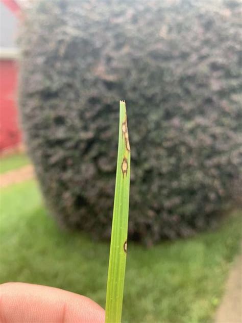 Gray Leaf Spot In Tall Fescue Struggling With Lawn Care Forum