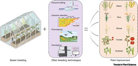 Feeding The World Using Speed Breeding Technology Trends In Plant Science