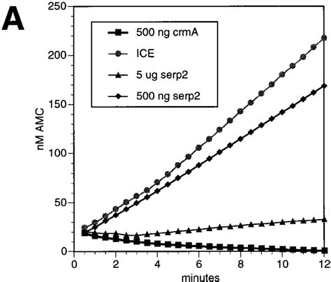 Inhibition Of ICE By CrmA And Serp2 Proteins A Purified Human