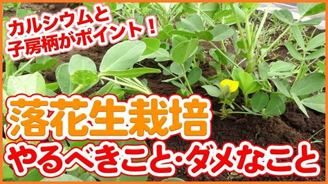 家庭菜園や農園の落花生栽培でやるべきこと・ダメなこと！落花生を成功させるためにはカルシウムと子房柄がポイント！【農園ライフ】 Tips For Cultivating Peanuts