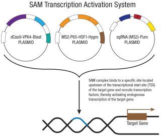 Control Crispr Activation Plasmid Scbt Santa Cruz Biotechnology