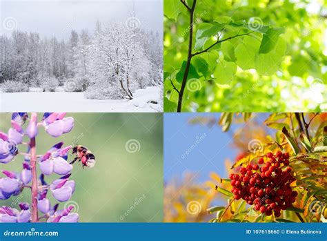 4 сезона Природа весной, лето, осень и зима Стоковое Фото - изображение ...