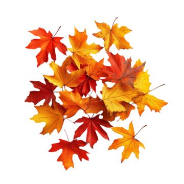 Colorful Autumn Foliage Leaves Autumn Foliage Colorful Leaves Fall