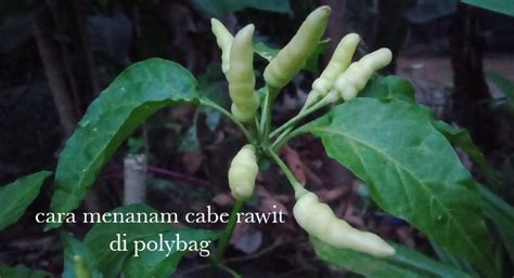 14 Cara Menanam Cabe Rawit Di Polybag Untuk Pemula Dijamin Tumbuh