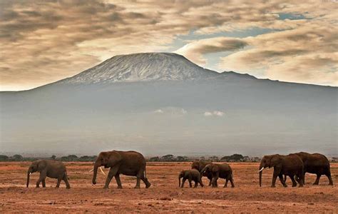 Kenyas Unforgettable Elephants Correspondent