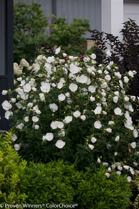 White Hibiscus Tree