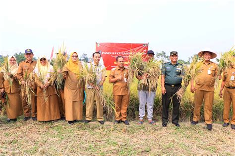 Pemkot Dorong Produktivitas Pertanian Kota Tangerang Berhasil Panen