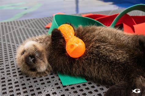 Rescued Sea Otters Pups Arrive at Georgia Aquarium - ZooBorns