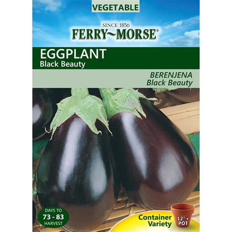 Ferry Morse Eggplant Black Beauty At