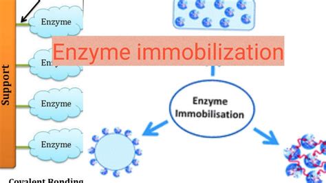 Enzyme Immobilization Youtube