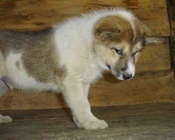 Greenland Dog Breed Information and Pictures