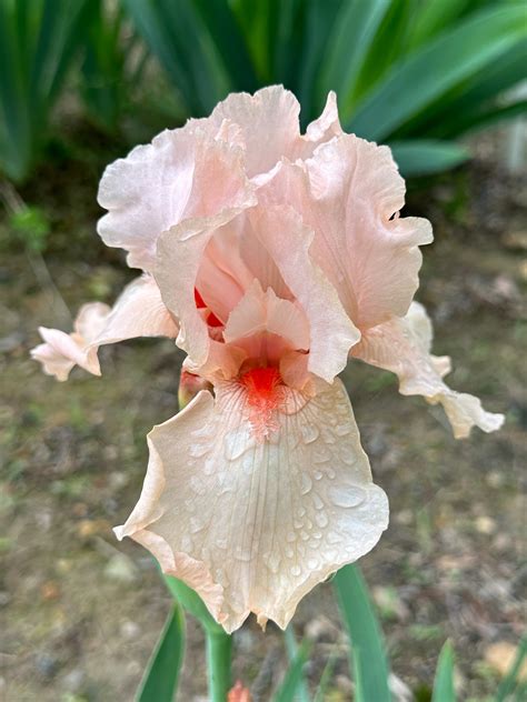 Shocking Pink - Tall Bearded Iris (TB) – Exline Iris Garden