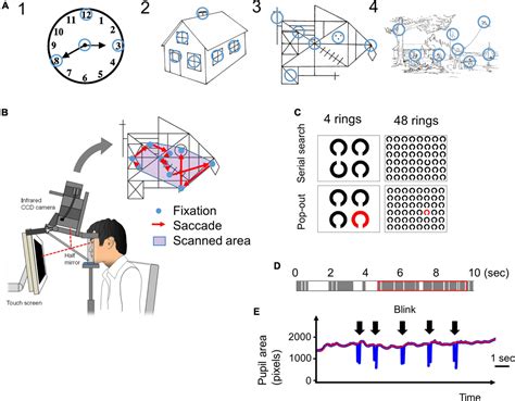 Frontiers Early Detection Of Cognitive Decline In Alzheimers Disease