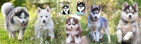 Pomsky Prix Guide Complet pour Comprendre le Coût d Adoption et d