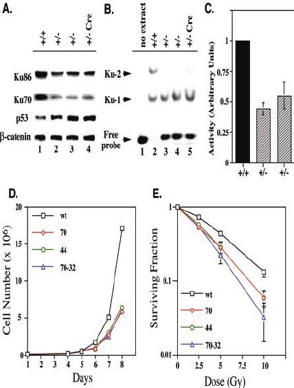 Haploinsufficiency Of Ku86 Heterozygous Cells A Ku86 Cells Have Download Scientific