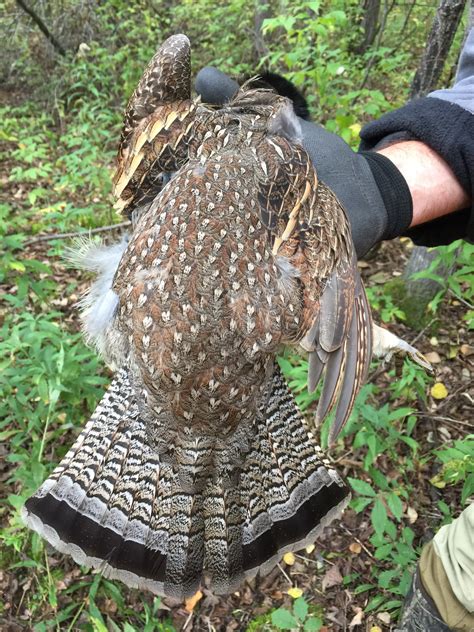 Grouse Opener Upland Game Hunting Pheasants Quail Grouse