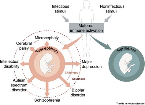 Neurodevelopmental Resilience And Susceptibility To Maternal Immune