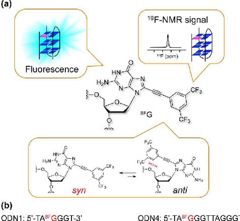 Figure 1 From A Multi Functional Guanine Derivative For Studying The