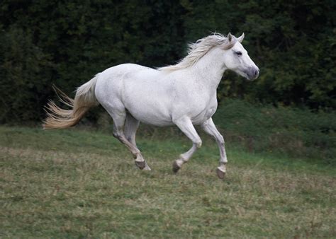 Common White Horse Breeds