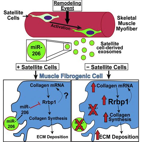 Myogenic Progenitor Cells Control Extracellular Matrix Production By Fibroblasts During Skeletal