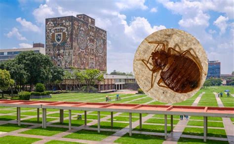 Por chinches UNAM fumigará todos sus planteles GU EL UNIVERSAL