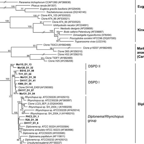 18S RRNA Maximum Likelihood Phylogenetic Tree Representing The Full