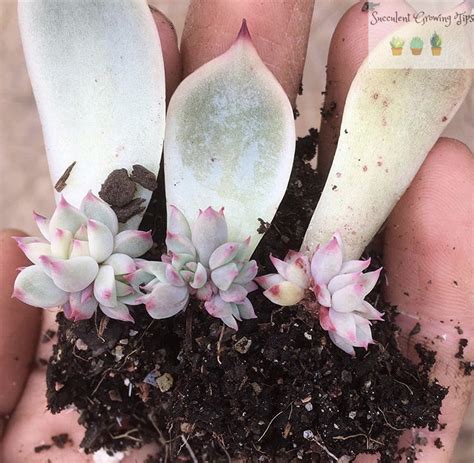 The Easiest Succulents To Propagate By Leaf How To Guide