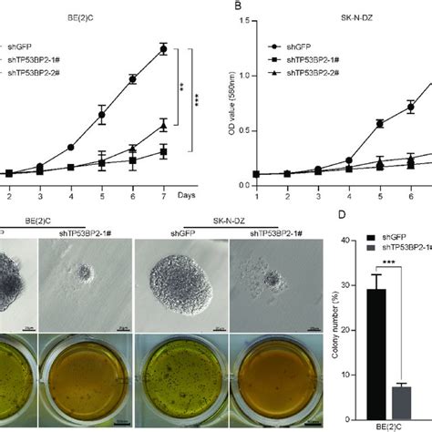 TP53BP2 Knockdown Inhibits Cell Proliferation And Suppresses Colony